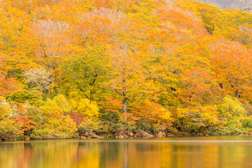 秋色　栗駒須川湖の紅葉