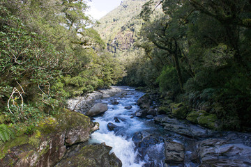 The Chasm waterfall in Milford Sound,New Zealand.Beautiful blue pool in the beech forest.