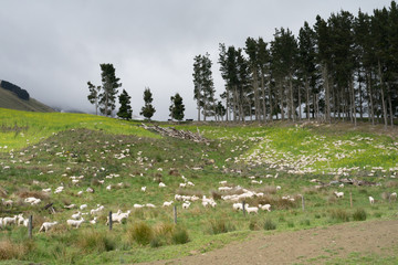 Flock of sheeps at dairy farm in New Zealand.