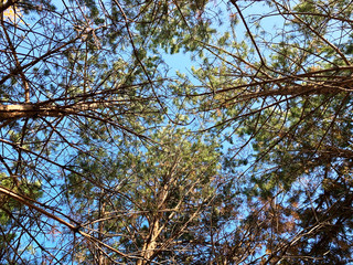 high fir trees with green and orange needles in fall forest and sky in the top. View from bottom to...
