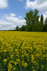 Obraz premium Rapsfeld