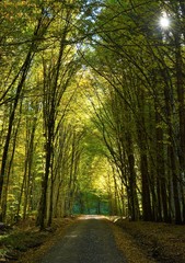 forest road through the green forest