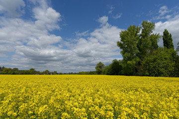 Obraz premium Rapsfeld