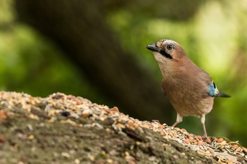 Eichelhäher (Garrulus glandarius) im Naturschutzgebiet Niedermoorwiesen in Berlin 