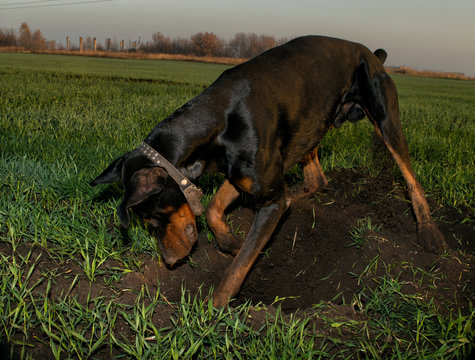 Doberman Dog Digs Hard Ground In Search Of A Rodent Mole Or Gopher