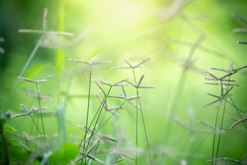 Nature of flower in garden using as cover page background natural flora wallpaper or template brochure landing page design