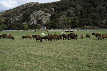 Flock of sheeps at dairy farm in New Zealand.