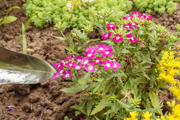 Verbena flowers growth on a flowerbed in summer.