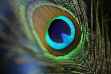 Naklejka premium peacock feather on black background