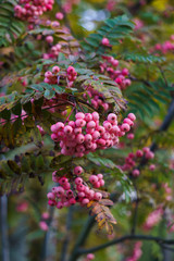 White-pink mountain ash in the fall in a city park.Autumn landscape.
