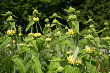Closeup Phlomis russeliana known as Turkish sage with blurred background in garden