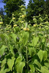 Closeup Phlomis russeliana known as Turkish sage with blurred background in garden