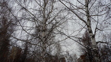 trees in winter