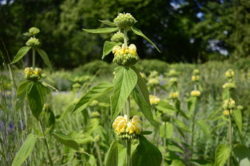 Closeup Phlomis russeliana known as Turkish sage with blurred background in garden
