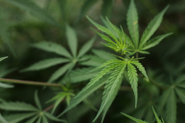 Fototapeta na wymiar cannabis plant on green background