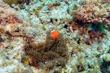 Ishigaki Island Diving-Cute Anemone fish