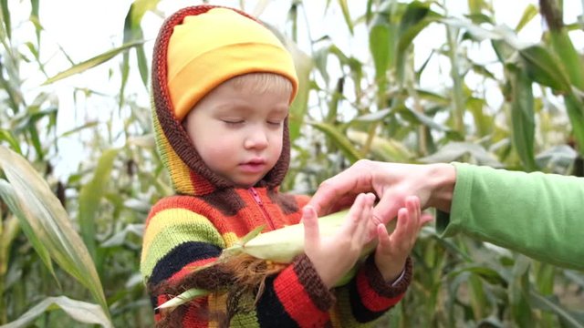 Farmer father puts ripe cobs of corn in hands of his young son in cornfield. Family farming, harvest season or organic agricultural concept.