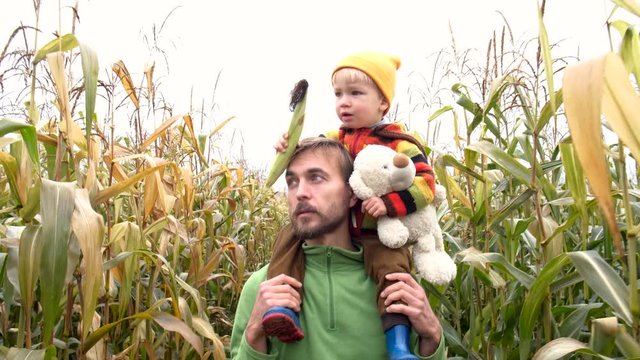 Cute child in colorful sweater sitting on his father shoulders with ripe corn cob and taddy bear toy on yellow autumn corn field. Fall season concept.