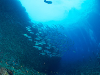 沖縄_粟国島_スキューバダイビング