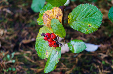 Autumn harvest.Red berries of hawthorn on branches in a city park.