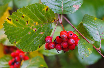 Autumn harvest.Red berries of hawthorn on branches in a city park.
