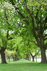 Fototapeta na wymiar Beautiful green park with row of Maple Tree.