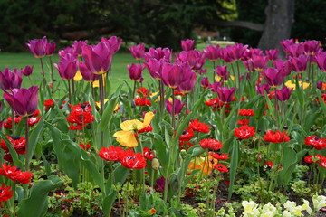 Colorful flower in the Botanical garden,Christchurch,new Zealand.