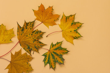 Fallen leaves from maple on yellow background, autumn concept, flat lay, top view