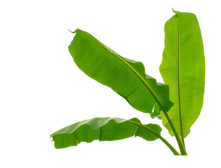 Banana leaf isolated on white background