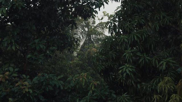 Tropical rain falling on green leaves