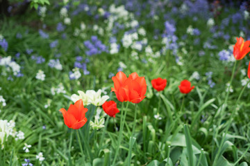 Colorful flower in the Botanical garden,Christchurch,new Zealand.