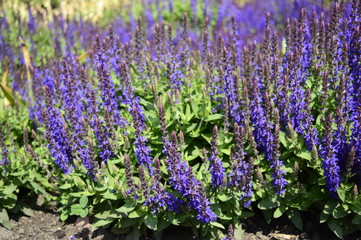 Closeup Salvia nemorosa called woodland sage or Balkan clary with blurred background in summer blue garden