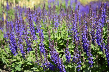 Closeup Salvia nemorosa called woodland sage or Balkan clary with blurred background in summer blue garden