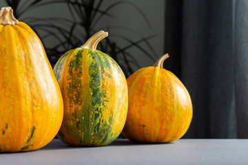 Orange ripened pumpkins closeup, fresh organic vegetables from the garden