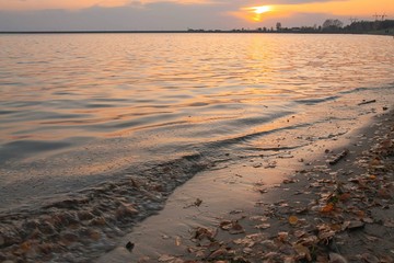 Yellow leaves in the surf at sunset in the autumn