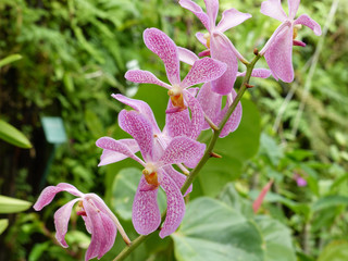 Stem of Orchids
