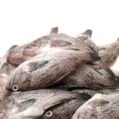 Fresh Grouper on white background