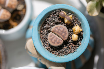 Macro close-up of succulent plant stone flower，Lithops N. E. Br.