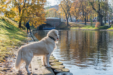 Champion White Golden Retriever by a City River in Autumn