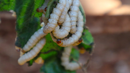 Omphisa fuscidenttalis Hampson is an edible worm that lives in bamboo.