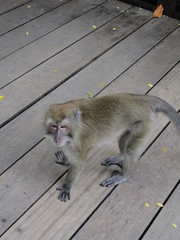 Singapur