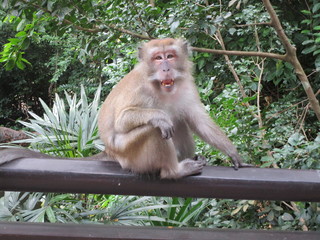 Singapur