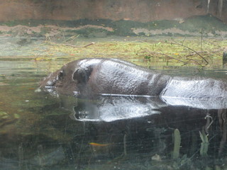 Fototapeta premium Singapur