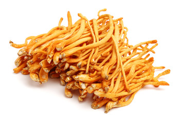 Fresh Cordyceps mushroom on white background