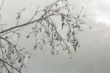 A tree branch without leaves covered in spiderwebs outlined by dew drops on a foggy day.
