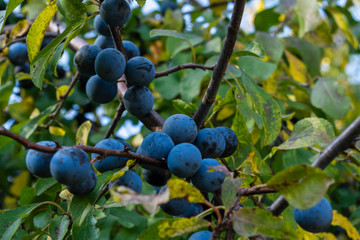 blaue Beeren  eines Schwarzdornstrauches