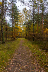 Fototapeta premium Dark Red Sumac Flowers with Autumn Leaves in Northern Europe