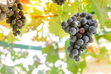 Ripe bunches of black grapes on vine outdoors. Autumn grapes harvest in vineyard for wine making. Cabernet Sauvignon, Merlot, Pinot Noir, Sangiovese grape sort.Viticulture, Homemade winemaking concept