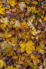 Yellow and Brown Leaves on a Forest Floor in Autumn