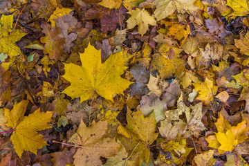 Naklejka na ściany i meble Yellow and Brown Leaves on a Forest Floor in Autumn